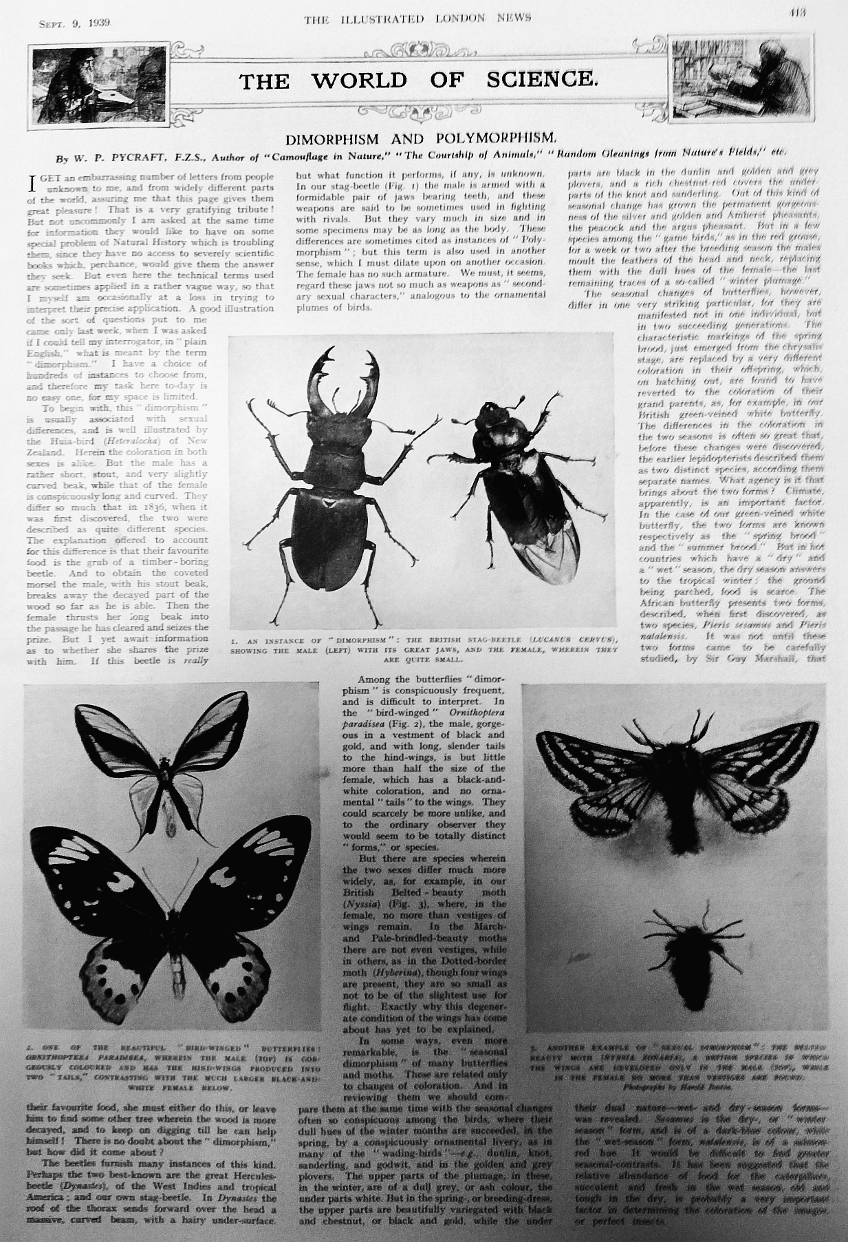science butterflies etc